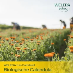 Weleda Baby & Kind Calendula Gezichtscrème