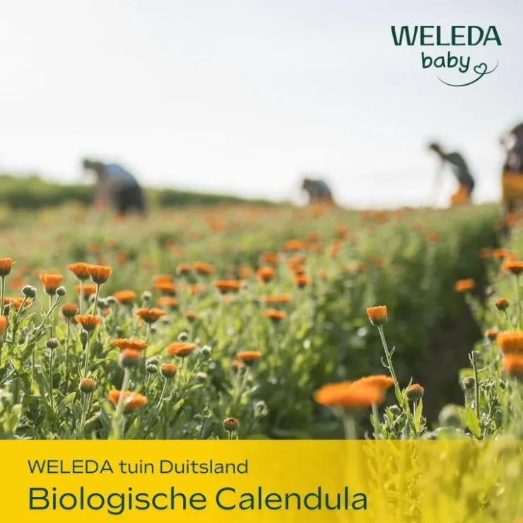 Weleda Calendula Baby Billenbalsem 75 ml
