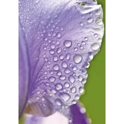 Weleda Iris Hydraterende Gezichtscrème Light 30 ML