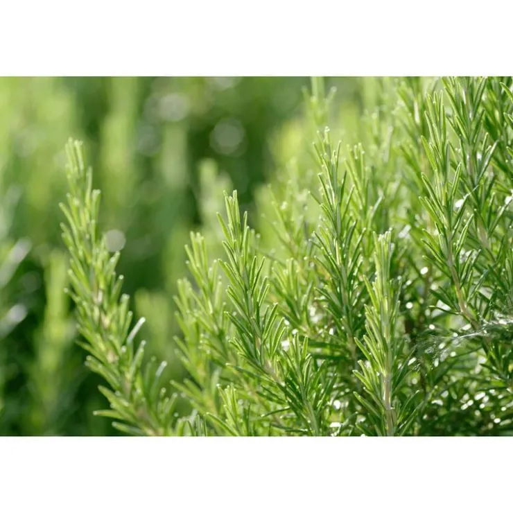 Heren Weleda Men hydraterende crème